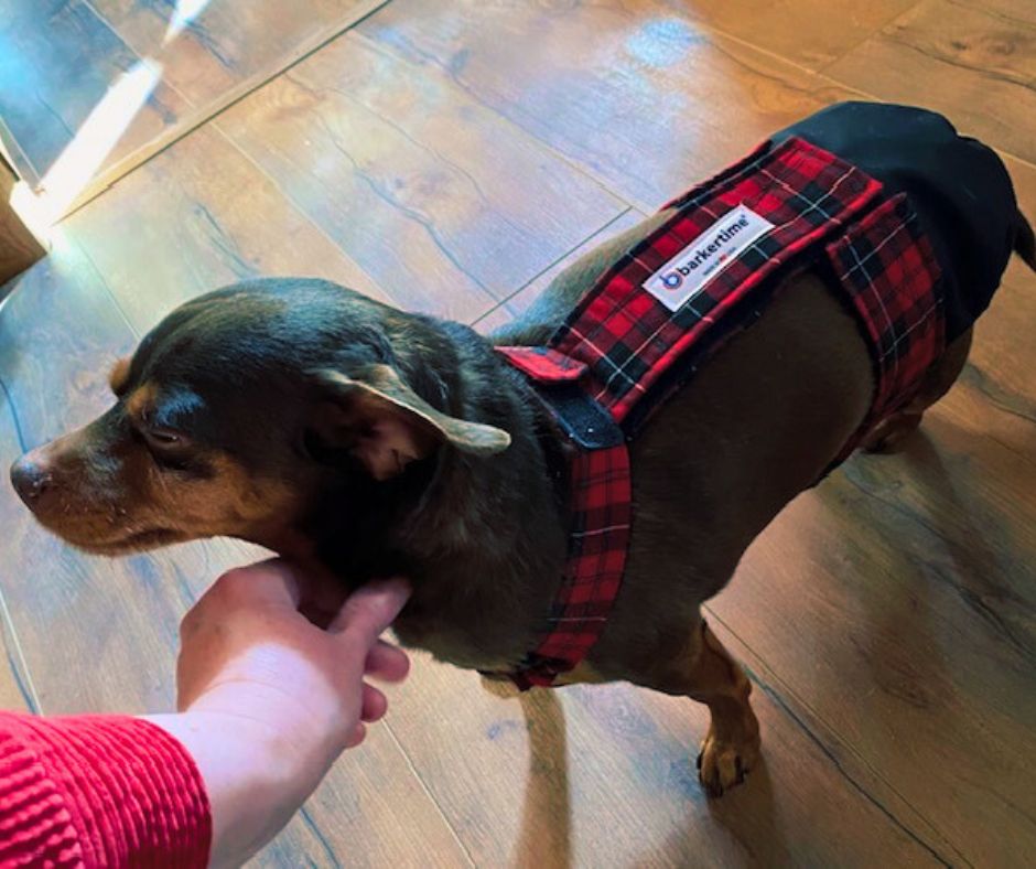 chihuahua dog diaper