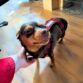 chihuahua dog diaper