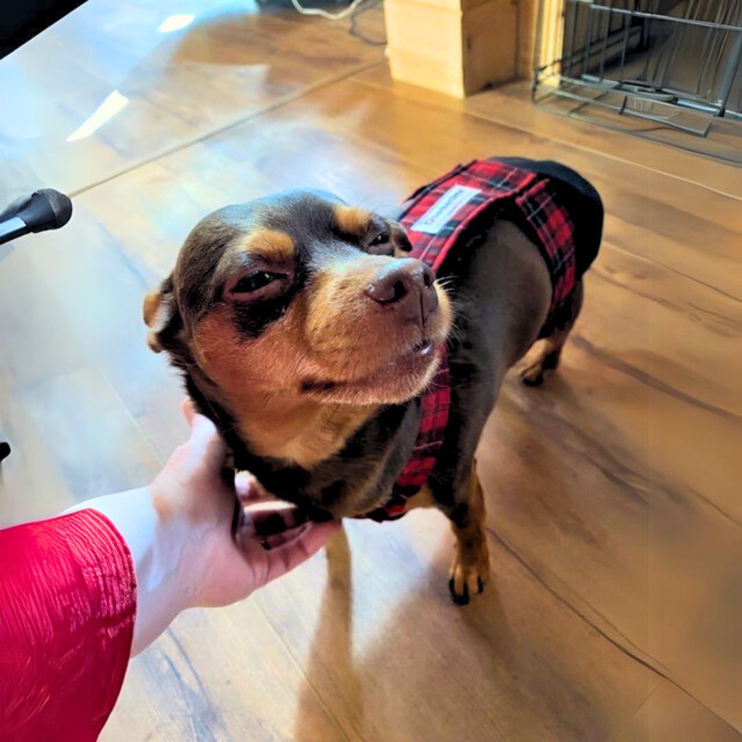chihuahua dog diaper