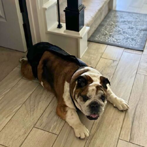 Bane - Miller 1 cv english bulldog dog diaper