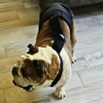 english bulldog dog diaper