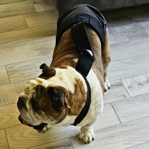 Bane - Miller 2 cv english bulldog dog diaper