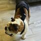 english bulldog dog diaper