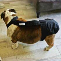 english bulldog dog diaper
