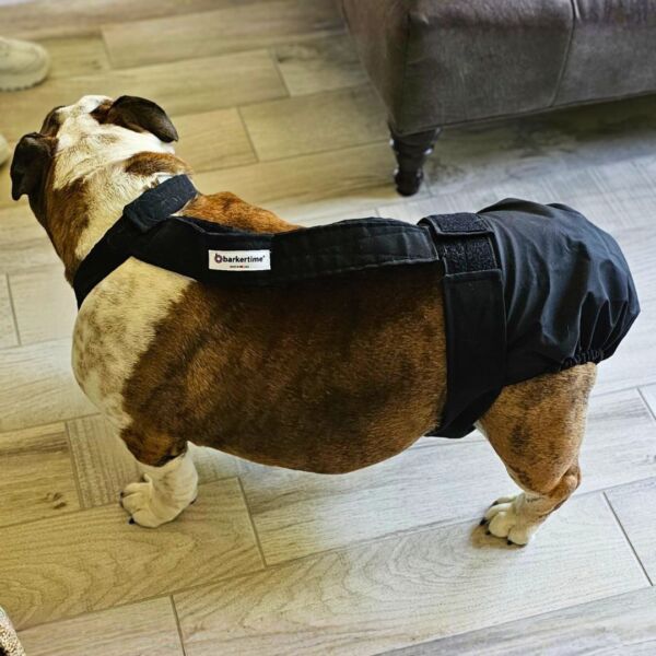 english bulldog dog diaper