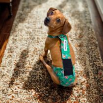 chihuahua dog diaper