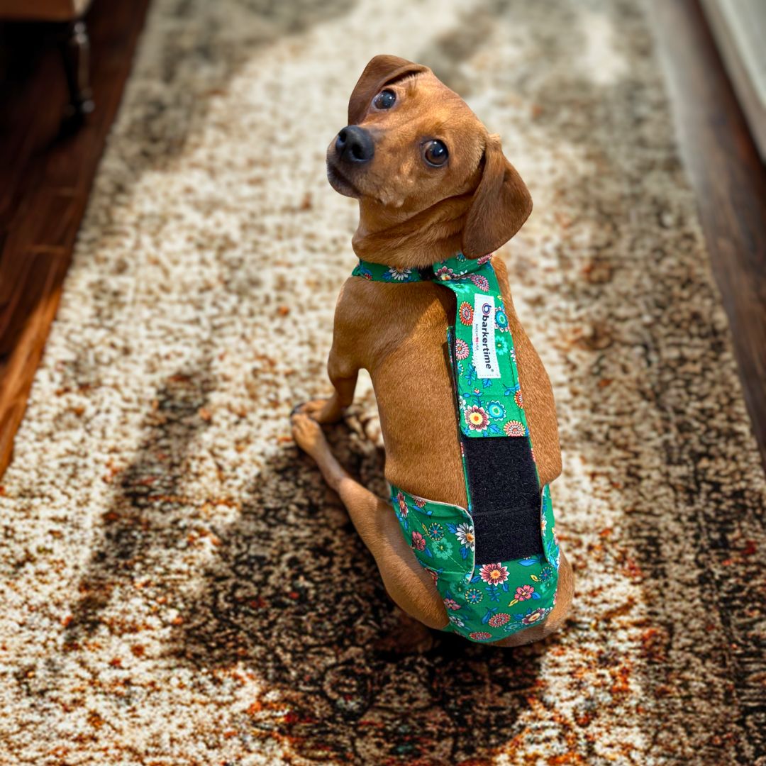 chihuahua dog diaper