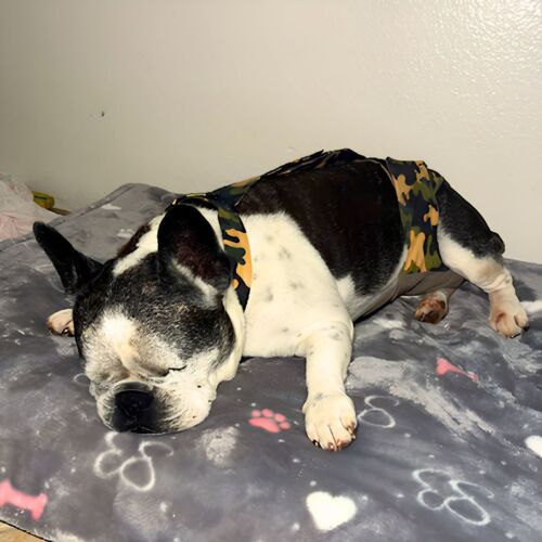 french buldog dog diaper