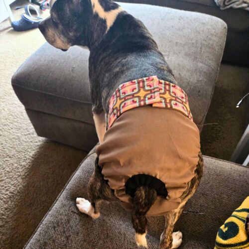 Chaco - Nevels 1 cv boston terrier dog diaper