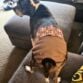 boston terrier dog diaper