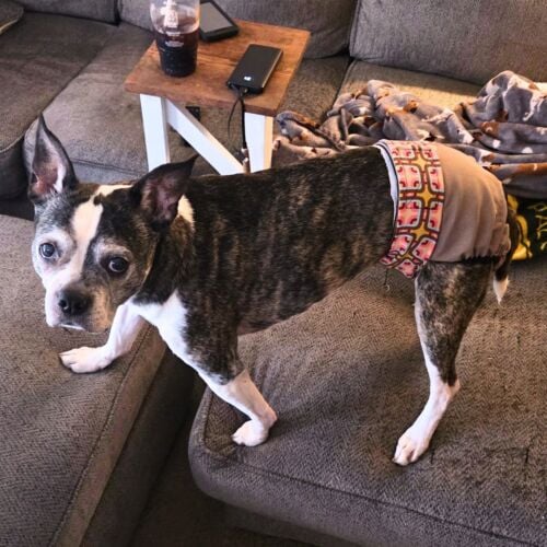 Chaco - Nevels 2 cv boston terrier dog diaper