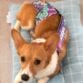 corgi dog diaper