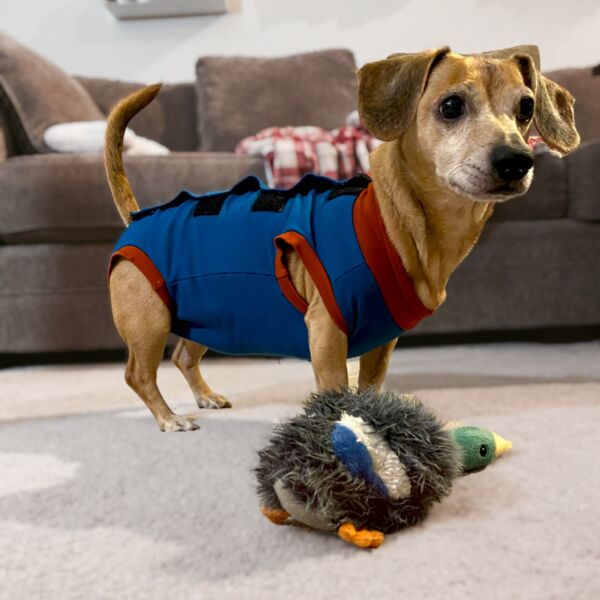 dog peejama recovery suit diaper keeper