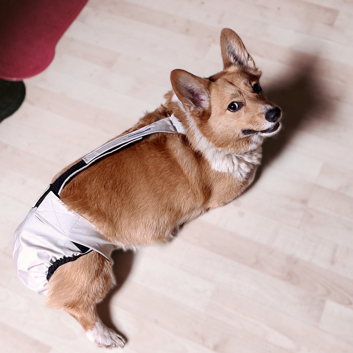 corgi dog diaper