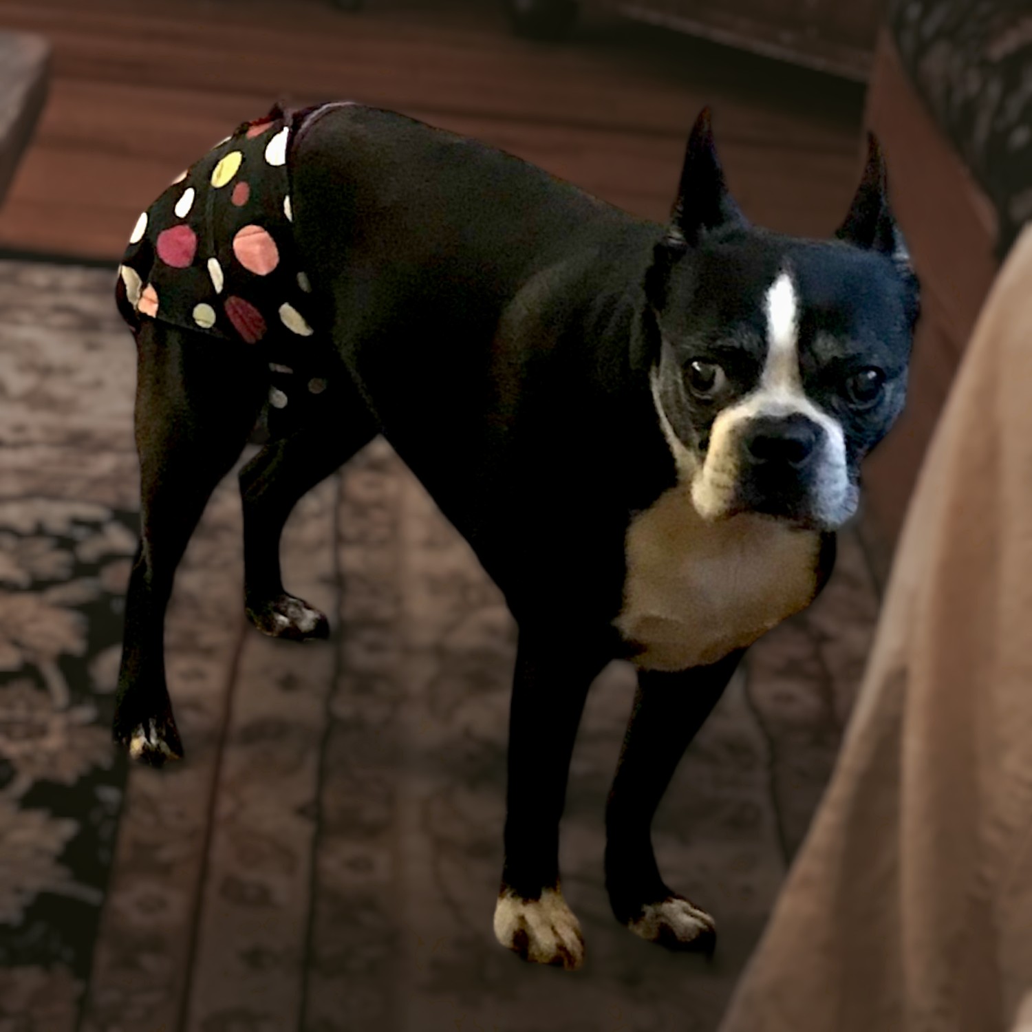 boston terrier dog diaper