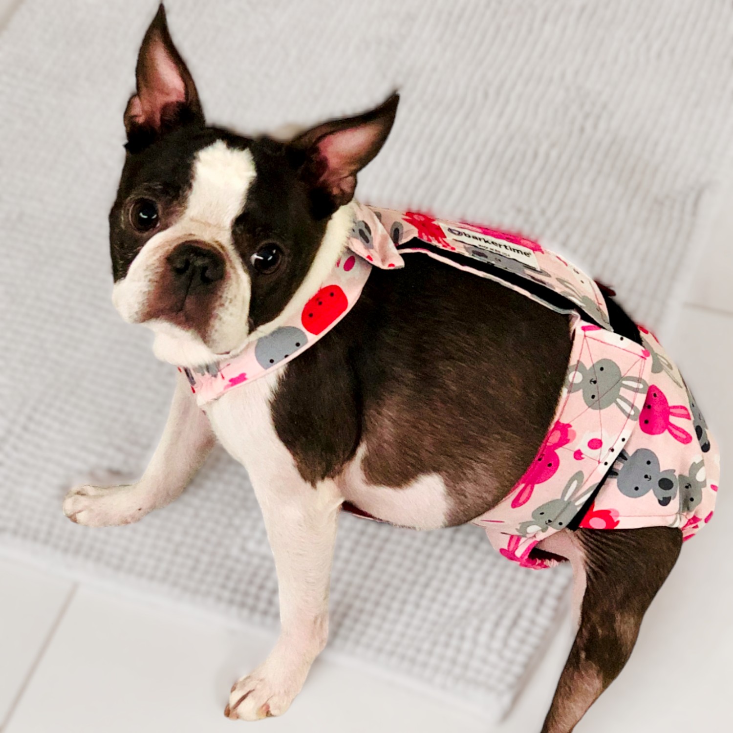 boston terrier dog diaper