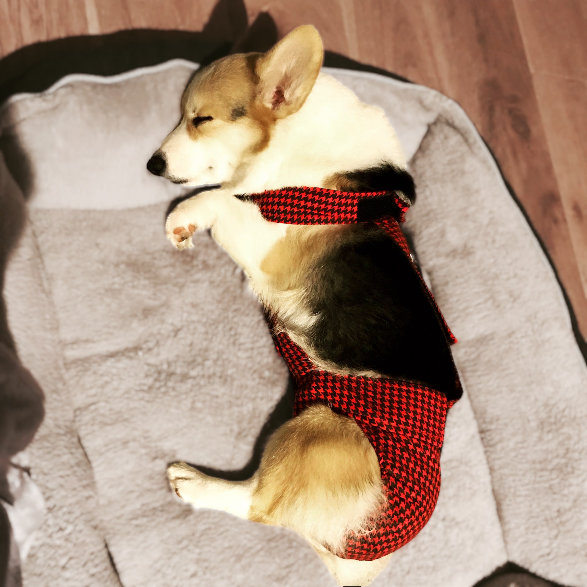 corgi dog diaper