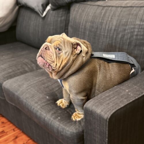 Bruce - Prince 5-Photoroom english bulldog dog diaper