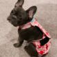 french bulldog dog diaper