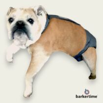 english bulldog dog diaper