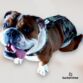 english bulldog dog diaper