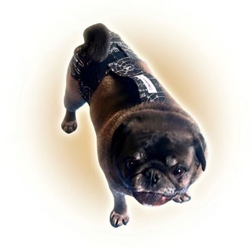 Elmer - Posson cv pug dog diaper