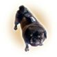 pug dog diaper