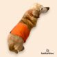 beagle dog belly band diaper