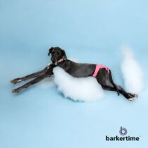 great dane dog diaper