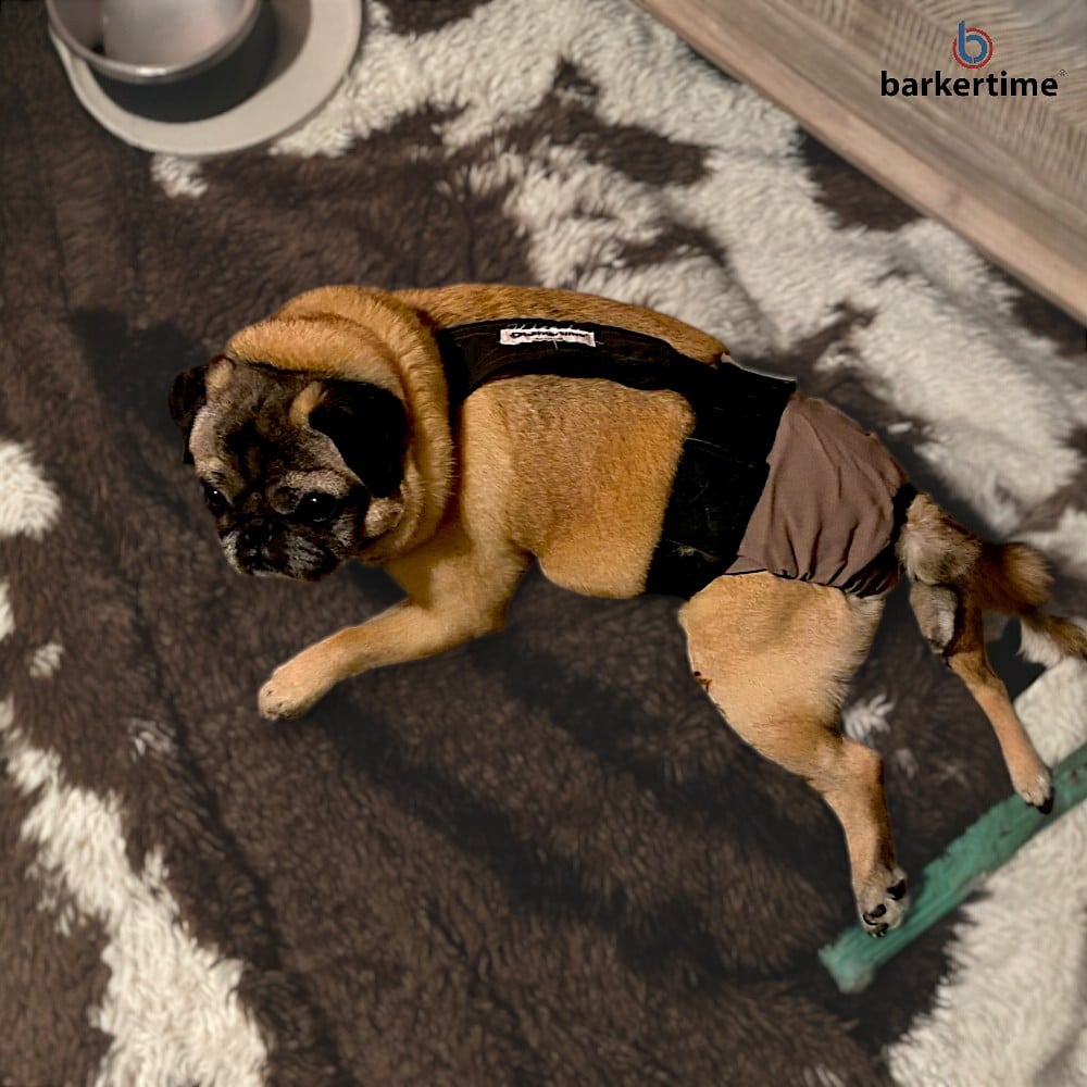 pug dog diaper overall