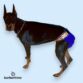 Doberman Pinscher dog diaper