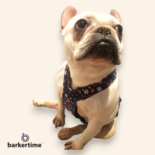 french bulldog dog diaper