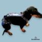 dachshund dog diaper