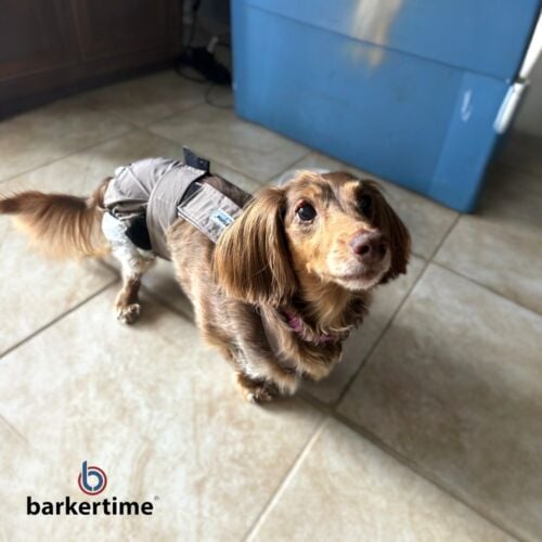 dachshund dog diaper