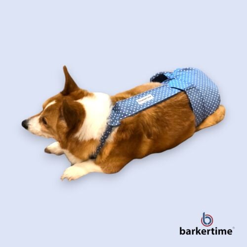 corgi dog diaper