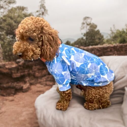 sapphire starbust dog shirt - quincy 3 dog shirt