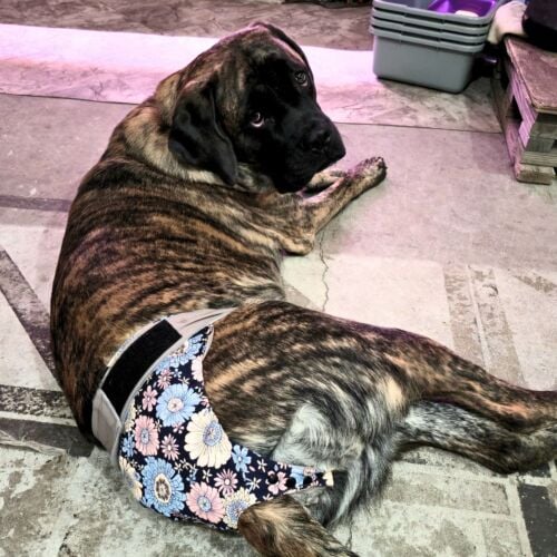 Bella - Schoolman cv mastiff dog diaper snappy