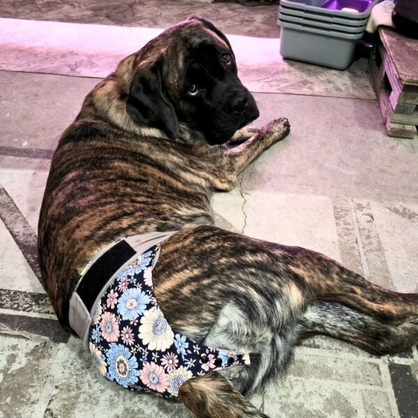 mastiff dog diaper snappy