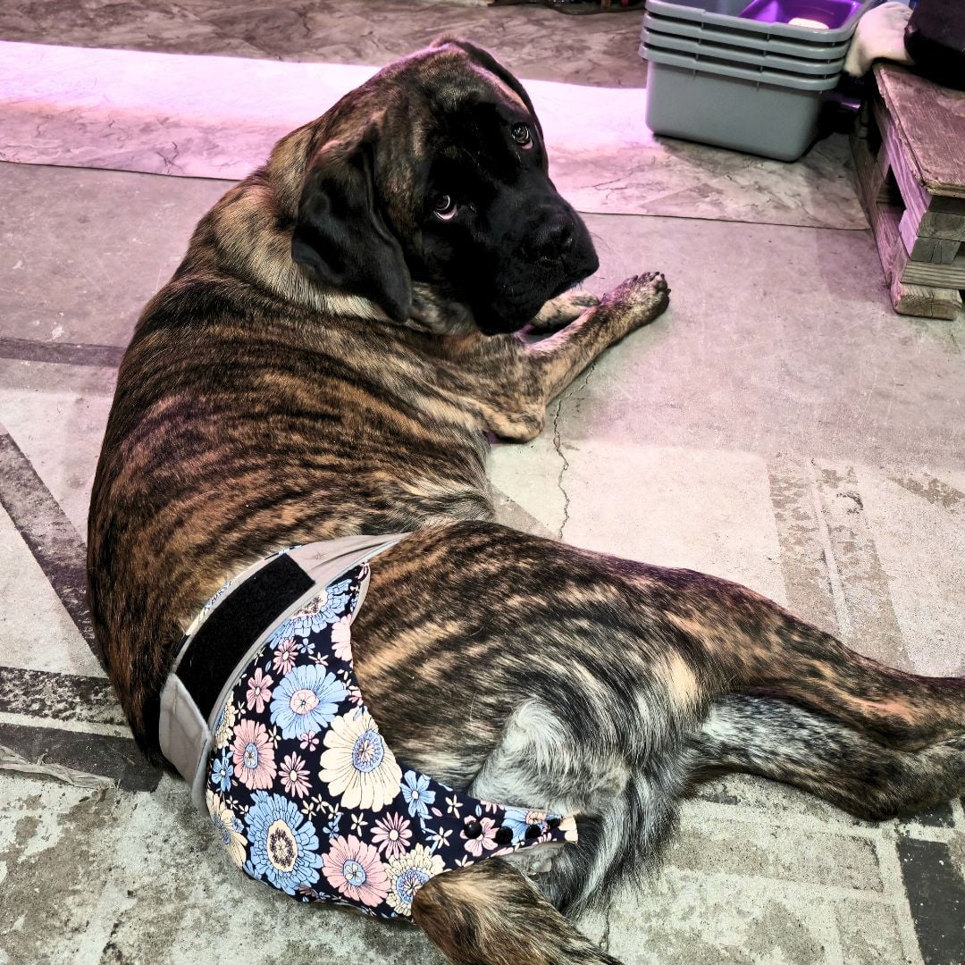 mastiff dog diaper snappy