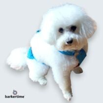 Poodle Bichon Frise dog diaper