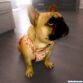 french bulldog dog diaper