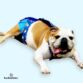 english bulldog dog diaper