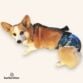 Roxy corgi - barkertime-Photoroom