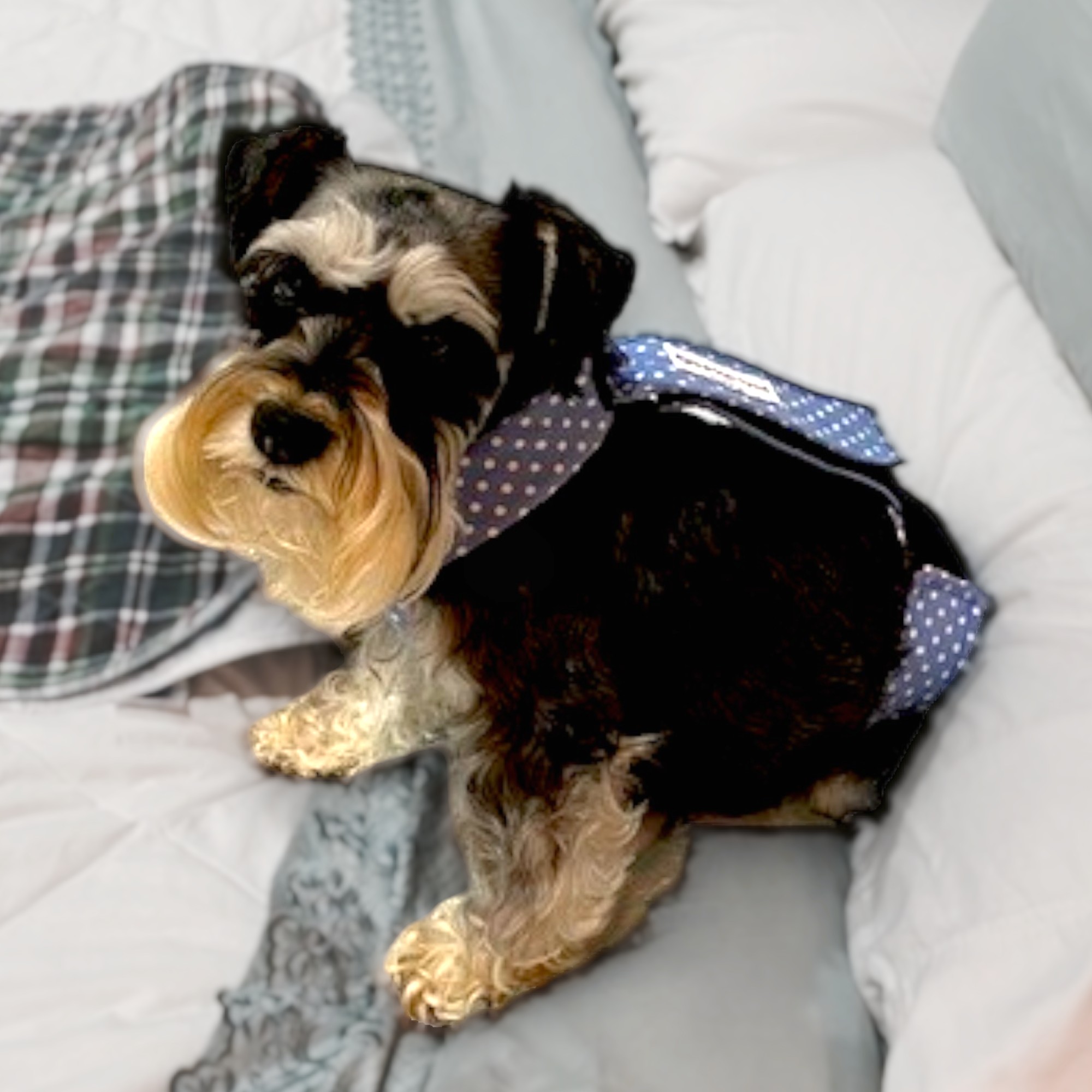 schnauzer dog diaper