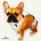 french bulldog diaper