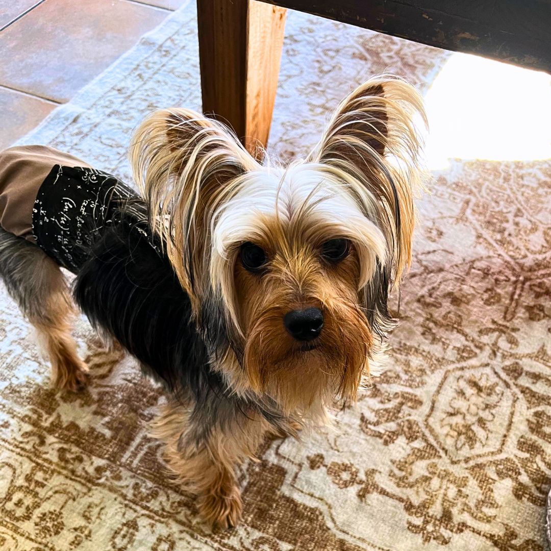 shitzhu dog diaper