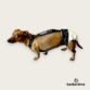 wiener dachshund dog diaper