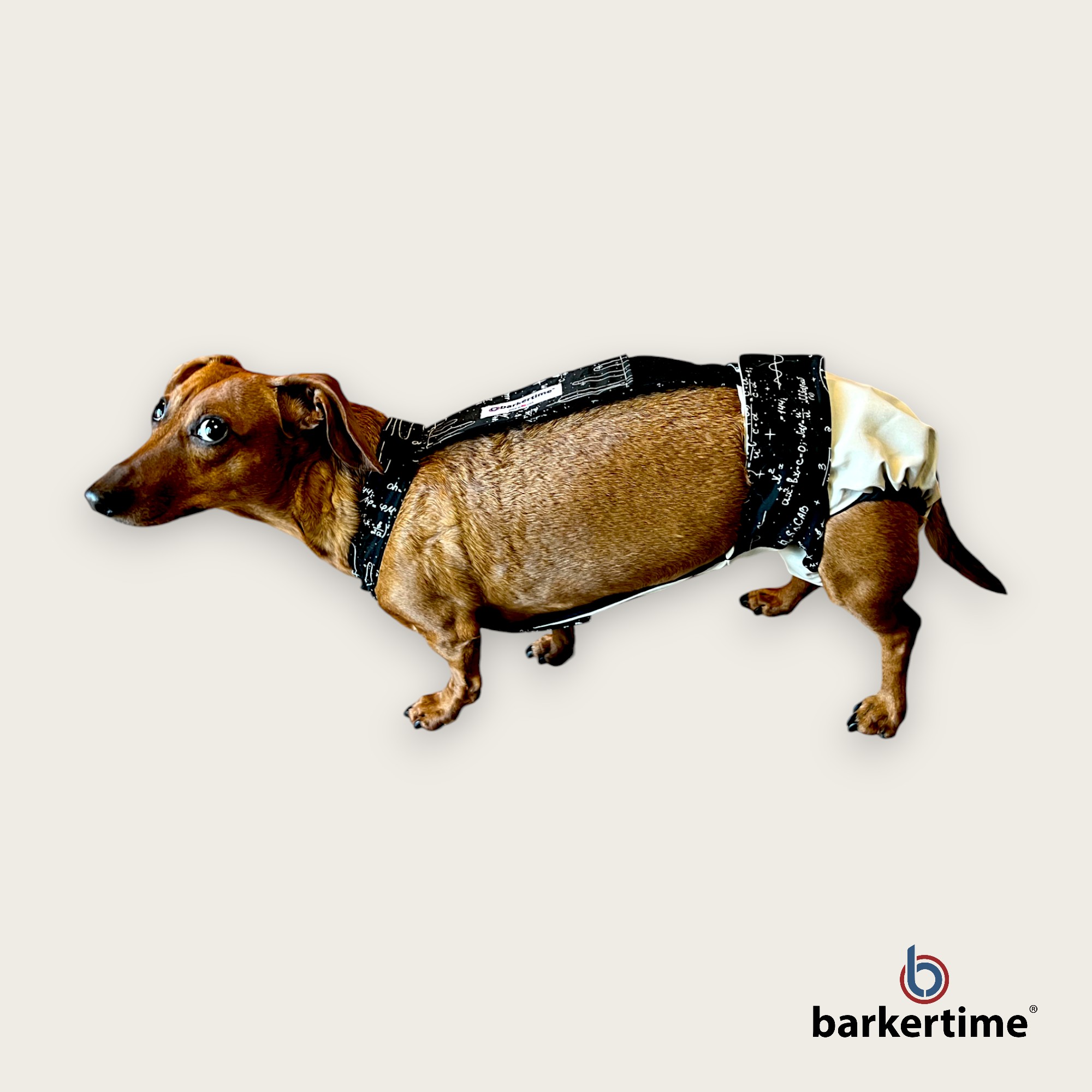 wiener dachshund dog diaper