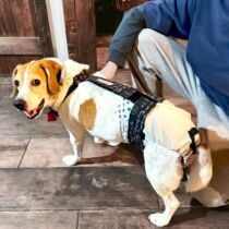 beagle dog diaper