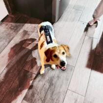 beagle dog diaper